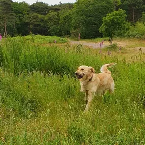 Bild von K9-5 Adventure Walks