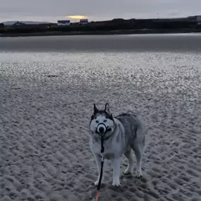 Bild von K9-5 Adventure Walks