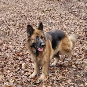 Bild von K9-5 Adventure Walks