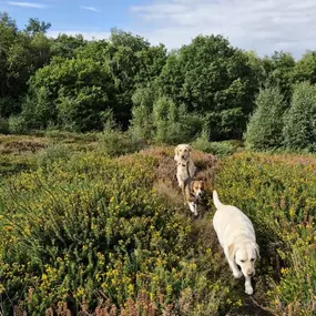 Bild von K9-5 Adventure Walks
