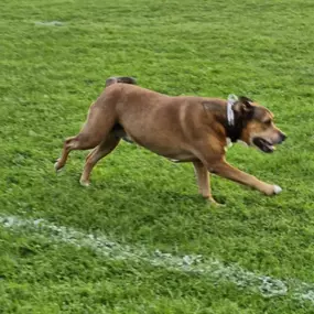 Bild von K9-5 Adventure Walks