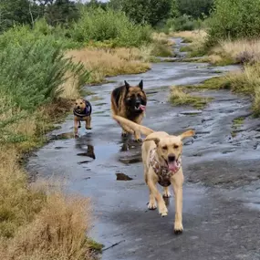 Bild von K9-5 Adventure Walks