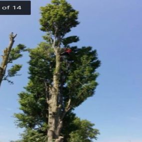 Bild von Airborne Trees