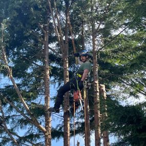 Bild von Airborne Trees