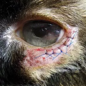 Bild von Tudor House Animal Care