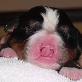 Bild von Tudor House Animal Care