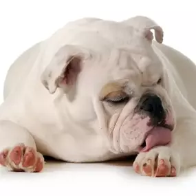 Bild von Tudor House Animal Care