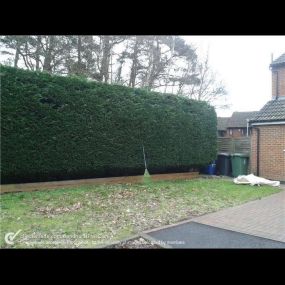 Bild von Farnham Trees and Hedges