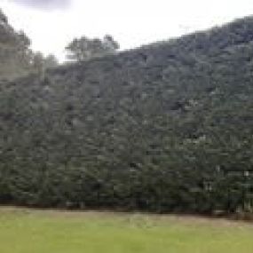 Bild von Farnham Trees and Hedges