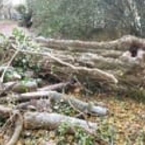 Bild von Farnham Trees and Hedges