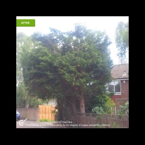 Bild von Farnham Trees and Hedges