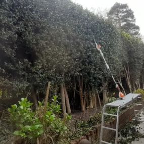 Bild von Hawley Hedges & Trees