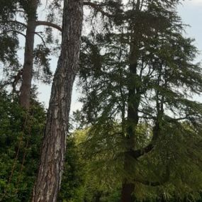 Bild von Hawley Hedges & Trees