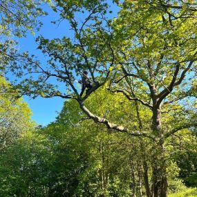 Bild von Hawley Hedges & Trees