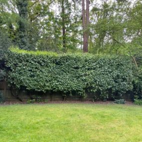 Bild von Hawley Hedges & Trees