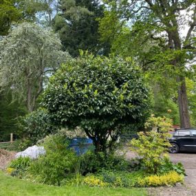 Bild von Hawley Hedges & Trees