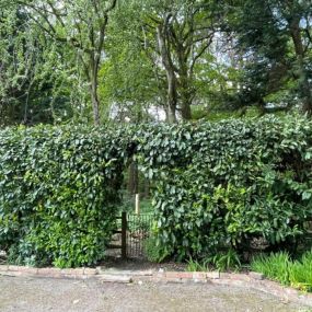 Bild von Hawley Hedges & Trees