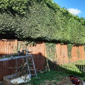 Bild von Hawley Hedges & Trees