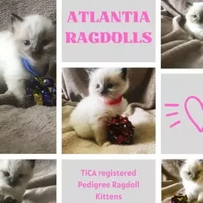 Bild von Atlantia Ragdolls