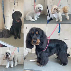 Bild von Poodlicious Pet Spa