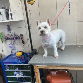 Bild von Poodlicious Pet Spa