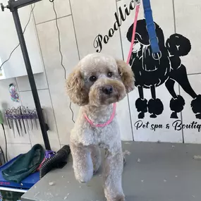 Bild von Poodlicious Pet Spa