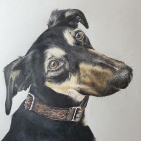 Bild von Steve Barker Pet Artist