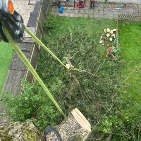 Bild von TRS Tree Removal Specialists