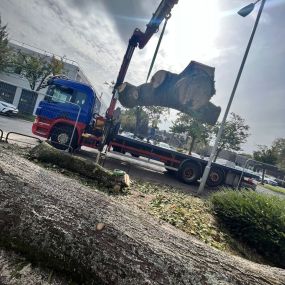 Bild von TRS Tree Removal Specialists