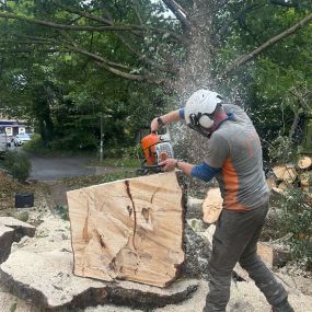 Bild von TRS Tree Removal Specialists