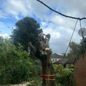 Bild von TRS Tree Removal Specialists