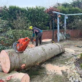 Bild von TRS Tree Removal Specialists