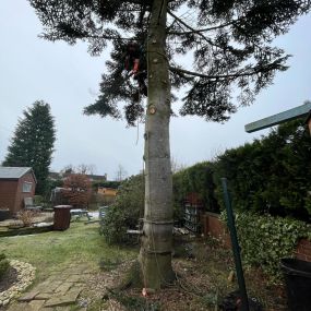 Bild von TRS Tree Removal Specialists