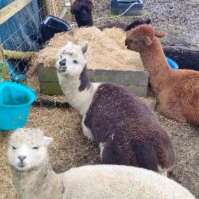 Bild von Rozelle Alpacas