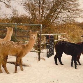 Bild von Rozelle Alpacas