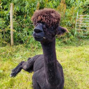 Bild von Rozelle Alpacas