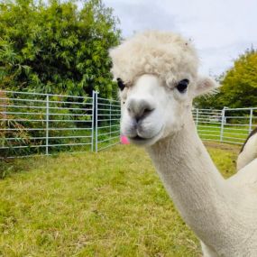 Bild von Rozelle Alpacas