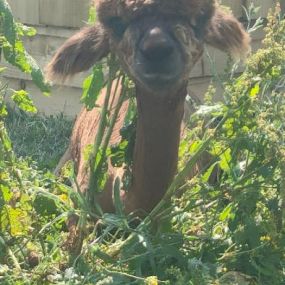 Bild von Rozelle Alpacas