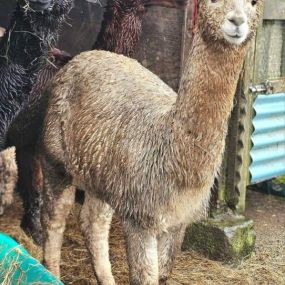 Bild von Rozelle Alpacas