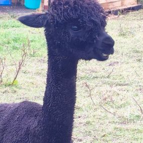 Bild von Rozelle Alpacas