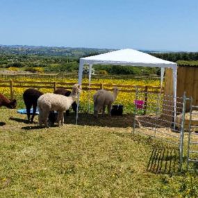 Bild von Rozelle Alpacas