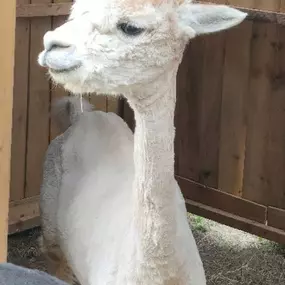 Bild von Rozelle Alpacas