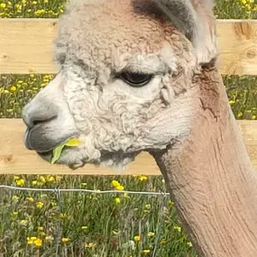 Bild von Rozelle Alpacas