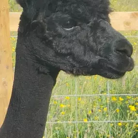 Bild von Rozelle Alpacas