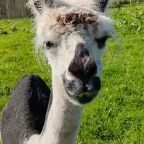 Bild von Rozelle Alpacas