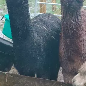 Bild von Rozelle Alpacas