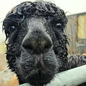 Bild von Rozelle Alpacas