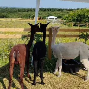 Bild von Rozelle Alpacas