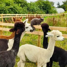 Bild von Rozelle Alpacas