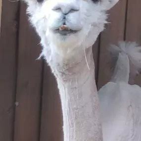 Bild von Rozelle Alpacas